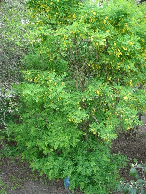 Caragana microphylla P1C